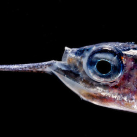 “Exposición Macromalaspina2010: Seres del océano”. / Joan Costa/CSIC