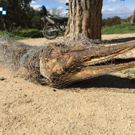 Fotografía facilitada por la Policía Municipal de Madrid del cadáver de un delfín que ha sido hallado en la Casa de Campo de la capital, cubierto por una valla metálica y en avanzado estado de descomposición. EFE