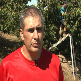 Picotas del Jerte con Denominación de Origen Protegida 