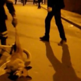 Imagen del vídeo en el que se ve cómo matan a varios perros a balazos