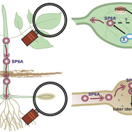 Mecanismo molecular de detección de las horas de luz a lo largo del día para inducir la formación de tubérculos / Salomé Prat, CNB-CSIC