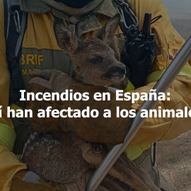 Incendios en España: así han afectado a los animales
