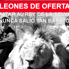 Leones 'de oferta': matar al rey de la selva nunca salió tan barato