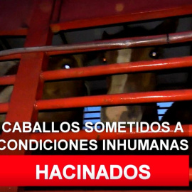 Maltrato animal: estos caballos morirán hacinados