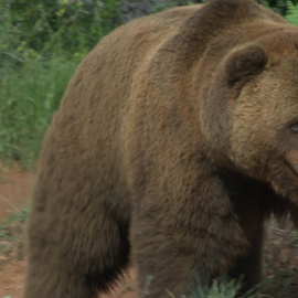 Los mamíferos, sin margen evolutivo ante la sexta extinción masiva