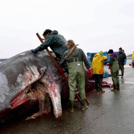 Envases de plástico y hasta la cubierta de un motor aparecen en el estómago de cachalotes varados en Alemania