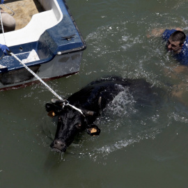 Bous al carrer, toros embolados, bous a la mar y otros festejos basados en el maltrato animal