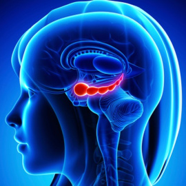 El lado derecho del cerebro domina la integración de información y la formación de recuerdos
