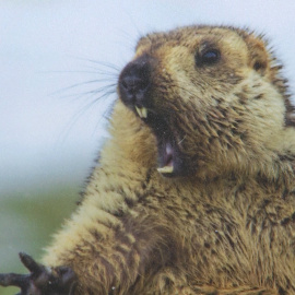 Las mejores fotografías de la naturaleza, en 'Wildlife Photographer Of The Year'