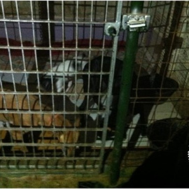 Imagen de las perras facilitada por la Policía./ EP