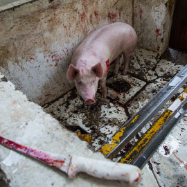 La organización internacional Igualdad Animal revela crueldad y torturas en mataderos de México. / IGUALDAD ANIMAL