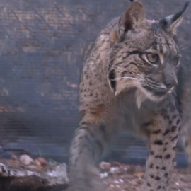  Proyecto Life para la conservación del lince ibérico
