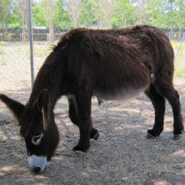 Investigan la agresión a un burro de un Belén viviente en Cuevas del Almanzora / EUROPA PRESS