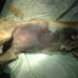 Juzgan a un joven por matar a patadas al perro de su vecino en Almería. Europa Press