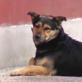 Casas de acogida para mascotas de mujeres maltratadas