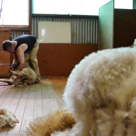 Granjero neozelandés esquilando una oveja en la región de Wairarapa, Nueva Zelanda. / REUTERS