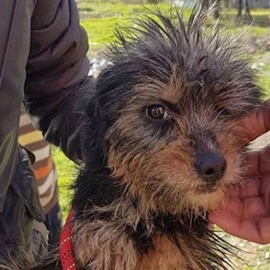 Una perra es rescatada de un pozo al que fue arrojada hace dos semanas. PACMA