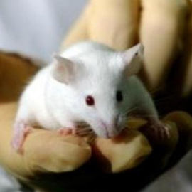 Logran que ratones rejuvenezcan, curen antes enfermedades y vivan más reprogramando sus células