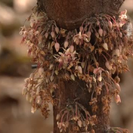 El precio del cacao se dispara un 135% desde enero