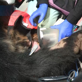 El oso andino Tupak vuelve a ser libre en Ecuador tras un complejo traslado en helicóptero