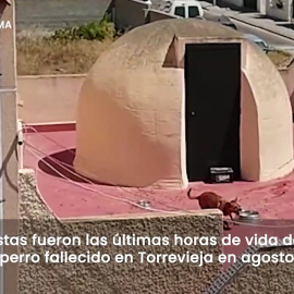PACMA publica las últimas horas de vida del perro abandonado en una azotea en Torrevieja