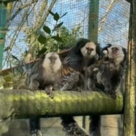 Nacen trillizos de tití de Geoffroy en el Zoo de Santillana del Mar