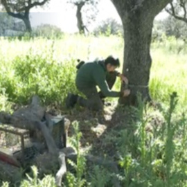 Los linces conquistan la dehesa