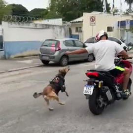 El cabo Oliveira: el perro policía más famoso de Río de Janeiro