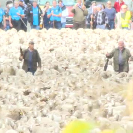 Las ovejas invaden Madrid un año más