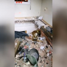 Localizan sin vida a los tres desaparecidos del edificio derrumbado en Badalona