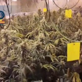 Detenidos por explotar a tres víctimas de trata en plantaciones de marihuana en Madrid