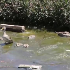 Santiago de Chile recupera uno de sus ríos urbanos tras diez años de trabajo