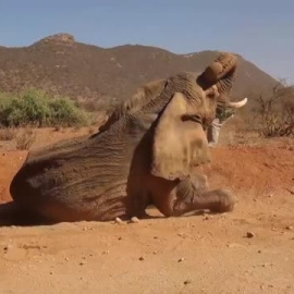 La sequía en Kenia deja 205 elefantes muertos en los últimos diez meses