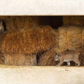 Wildlife Photographer of the Year: 25 fotos increíbles de la naturaleza