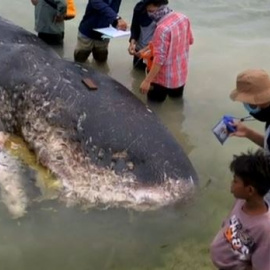 Público Al Día - 20 de noviembre de 2018