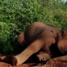 La población de elefantes asiáticos se duplica a 360