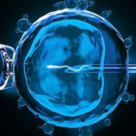 Ilustración del proceso de inseminación artificial.