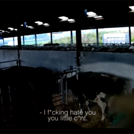 Imagen captada por las cámaras ocultas en una granja de Somerset, Inglaterra.