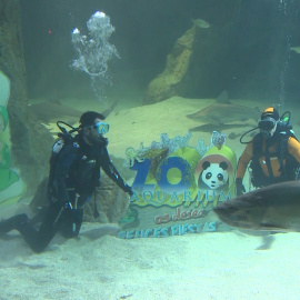 Zoo Aquarium de Madrid inaugura su tradicional belén de tiburones