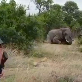 Así se mata a balazos a un elefante pagando por el puro placer de verlo morir