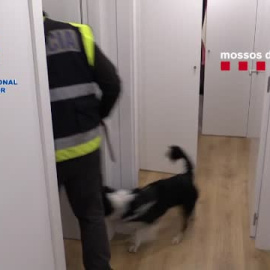 Frustrado el intento de la mafia holandesa 'Mocro Mafia' de instalarse en España