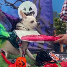Las mascotas también celebran Halloween 