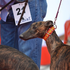 La Asociación BaasGalgo insta a CLM TV a que deje de emitir carreras de galgos. / EP