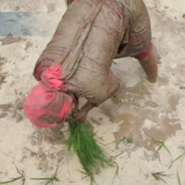 Nepal da comienzo a la temporada de siembra de arroz