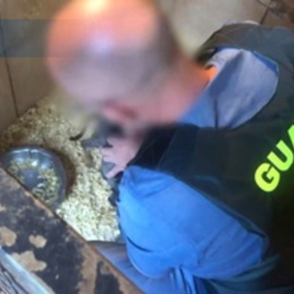 Desmantelan un grupo dedicado a la venta ilegal de cachorros  por toda España