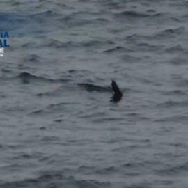 Cierra al baño la playa de Melenara (Gran Canaria) por la presencia de un tiburón
