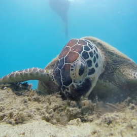 Los microplásticos afectan a todas las especies de tortugas marinas