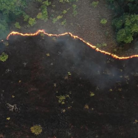 El ecocidio, ¿un crimen contra la humanidad?