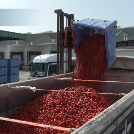 Las 120 toneladas de tomates cargadas en los camiones para la Tomatina 2024