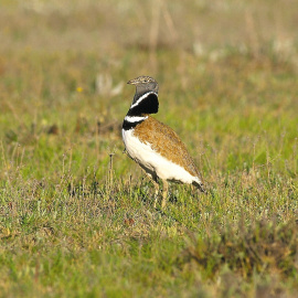 Sisón común/ EUROPA PRESS